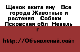 Щенок акита ину - Все города Животные и растения » Собаки   . Псковская обл.,Невель г.